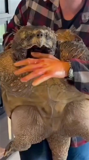 How To Get Snapping Turtle To Let Go #goodtoknow #survival #lifehack #funfacts #vet #medicine #hack