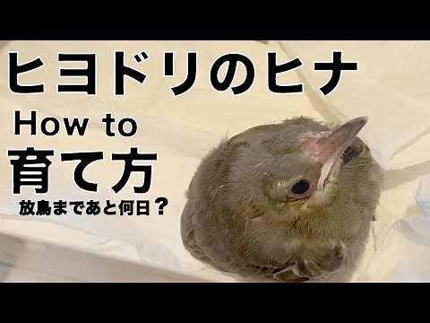 ●ヒナ ヒヨドリの保護 （育て方）雛ヒヨドリの育て方が分からない方向け。 エサの種類やゲージなど。保護してから１ヶ月以上経過したので育て方等を動画をまとめました。