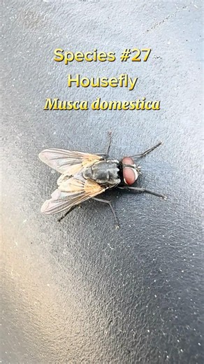 Species #27: Housefly (Musca domestica)