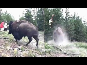 Bison tosses 9-year-old girl into the air as animal charges Yellowstone tourists | ABC7