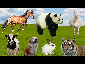 Cute & Real Animals Sounds | Nature & Wildlife | Dog, Sheep, Cat, Cow, Donkey, Fish | Animals sound