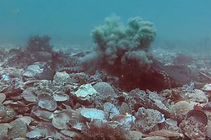 Female octopuses intentionally throw debris at harassing males
