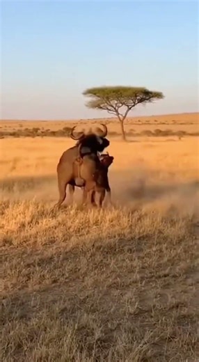 Hyena Attacks Buffalo calf Mother Buffalo Fights Back