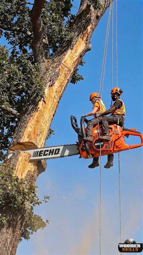 This is How Pros Remove Massive Tree Trunks #skills #arborist #chainsaw