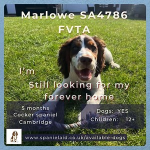 138K views · 979 reactions | RESERVED  Marlowe is still waiting...