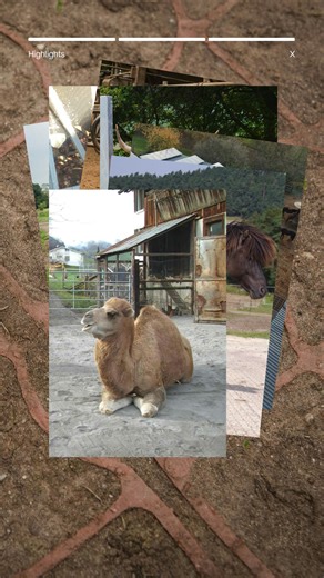 Whether you're a caretaker for cattle, horses, chickens, or even camels, Ecoraster's Hoofgrid holds up where it matters most. 🐄🐴🐓🐪 Our durable, permeable pavers create safe, mud-free surfaces for all kinds of livestock. That means: ✅ Cleaner, healthier hooves and feet ✅ No more mud thanks to better drainage (all year-round) ✅ Less maintenance, more time for what matters Whether your herd gallops, grazes, or clucks, Ecoraster delivers strength and stability that lasts, sustainably. 🌎 Reach o