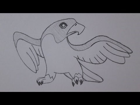 How to draw a hawk