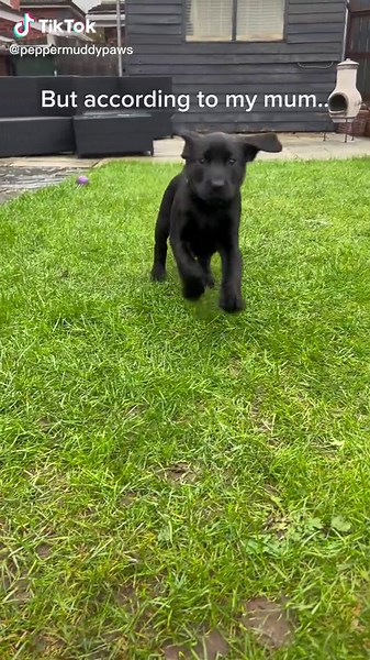 Adorable Baby Labrador Puppy | Cute Black Lab Dog Video