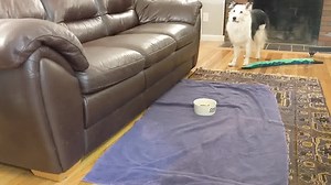 IN THEIR OWN WORDS: LORI CHAMBERLAND & BLINK: WILL EAT FOR TUG! "Here is an example using a toy as a reinforcer for eating. My 12-year-old border collie, Blink, is not feeling well and therefore, not eating well. His appetite is poor right now. All his life he has been a dog who prefers to work for his food. I would absolutely label the heck out of him as a contra freeloader. ;-) So, I went to work using tug as a reinforcer for eating. This first part of the video is a training session I had don