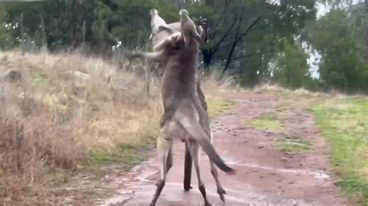 Kangaroo Boxing Highlights: Epic Knockouts in Australia
