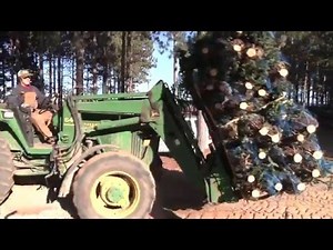 Christmas Tree Harvest at Dutchman Tree Farms