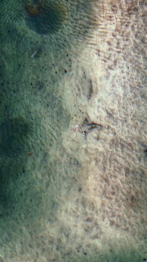 Hoover Mode Activated 🪠 The Squidges Reef Wriggler Gets Vacuumed by a Flatty. #Fishing #Flats #Shimano #ocean #livethetackleworldlife #drone | JC's Fishing Shenanigans