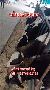 7 जनवरी 👑30 लीटर दूध वाली जर्सी गाय, hf heifer #jersey #cow #dairyfarm #farming #viralshorts #trend