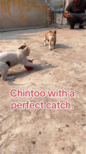 A tennis ball + wild energy = Chintoo’s perfect catch!” 🐾🎾
