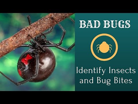 Identify insects and bug bites on humans | how to determine what bug bite you have