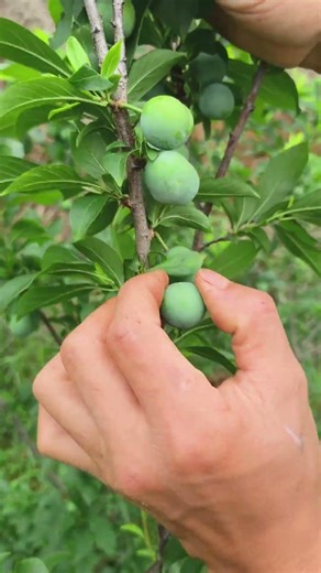 The process of picking fruits on the plum trees to ensure quality