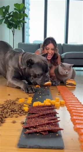 Funny Dog Challenges, Races & Eating Contests! #PawChallengeTV, #FunnyDogs, #DogRaces
