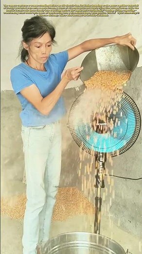 The Wind’s Whisper: How a Simple Fan Masters Grain Alchemy