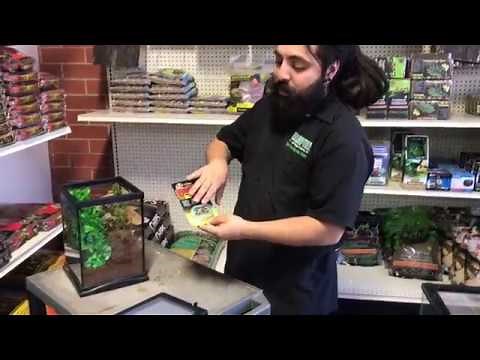 Complete Arboreal Tarantula Setup at LLLReptiles Oceanside Store!