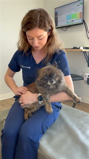 Tiny Dog with arthritis goes to the chiropractor