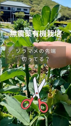 Broad bean plants: Cutting the tips increases yield! #homegardening