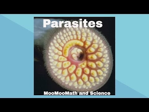 Parasites-Symbiotic Relationships