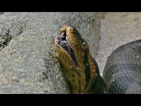 アナコンダ part1 （オオアナコンダ） / 東山動物園