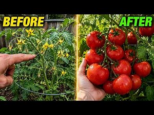 Your Tomato Plant Has Flowers But No Tomatoes? Do This NOW Before It's Too Late