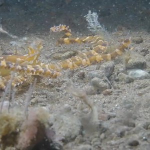 -WUNDERPUS- One of the rarest octopus found in the world. And we were so lucky to see him on our first attempt. Check out my YouTube from one of the wildest dives I've ever done. 🤙 Full Video: https://youtu.be/odW1qNK0UfA . #wunderpus #octopus #dauin #ocean #underwater #planetearth #diving #Philippines #underwaterphotography #underwaterworld #animal #critters #natgeo #paditv | Finn Snow