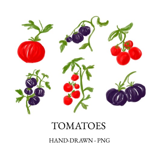 Hand-drawn Tomato Illustration Clip Art PNG – Whimsical Italian Food - Garden Graphics - Etsy