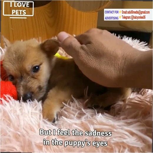 128K views · 4.6K reactions | Homeless Puppy found in parking lot, Brought Home and Lovingly Cared for, Amazing Transformation | Pet Dreams | Facebook