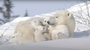 Spring is a very special time of year for polar bear moms and their new cubs, as they emerge from their dens and head back to the sea ice in search of their seal prey. However, as the polar bear’s sea ice home melts, changes, and becomes less predictable it will be harder and harder for polar bear mothers to successfully raise their cubs. There is still hope, and if we work together we can protect sea ice and ensure polar bears roam in the Arctic for generations to come. | Polar Bears Internatio