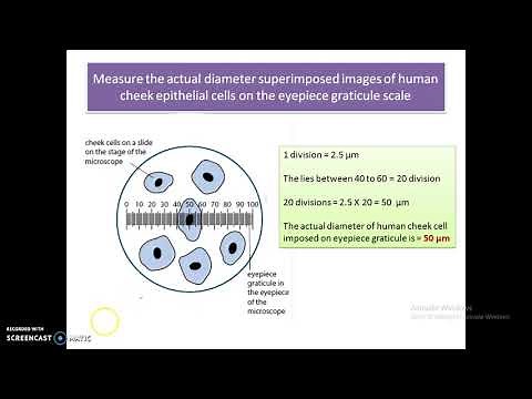 A level Biology - Eyepiece graticule.