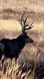 Making sure we get Slingshot’s good side! | Good Bull Outdoors