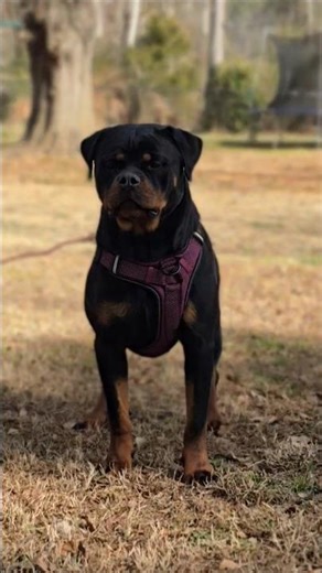 Elsa Von GSP #Rottweiler