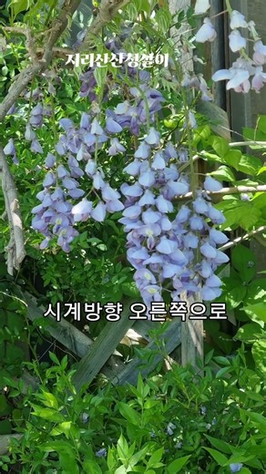 Wisteria flowers, falling like a shower of purple petals—you can eat them?