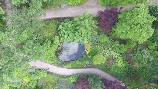 Water habitats | RHS Advice