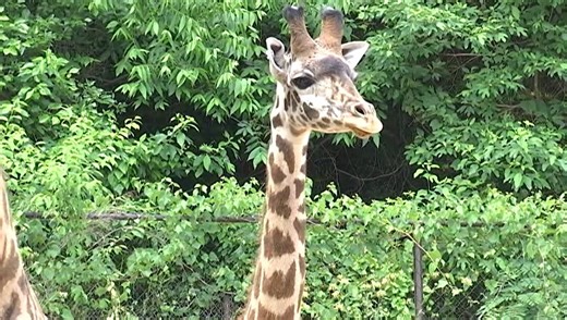 Giraffe born at Greenville Zoo dies in tragic accident in Toronto