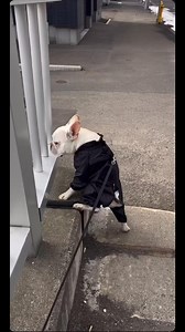 Ce chien est trop alaise 🥱🥱🥱 | Blackwolf and Ghost