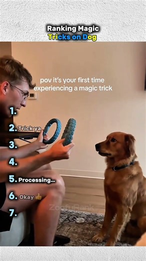 Ranking Magic Tricks on Dogs