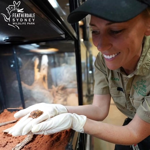 Happy International Zookeeper Day! 🦘🐍🐨🦉 Today we are celebrating the amazing Zookeepers at Featherdale Sydney Wildlife Park! Behind every healthy, happy animal at a zoo or sanctuary is a dedicated zookeeper. From early morning feeds to health checks and animal husbandry, our keepers work tirelessly to care for wildlife, protect endangered species, and inspire all of us to connect with nature. Today we say a huge THANK YOU to zookeepers everywhere for their passion, hard work, and heart ❤️ #I
