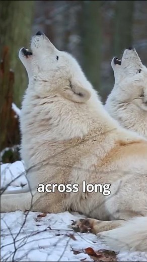 The Howl of Arctic Wolves