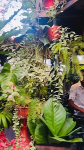 #8921939101 #bonsai #duke250 #adrenalinrush #power | 𝗛𝗶𝗱𝗮𝘆𝗮'𝘀 𝗛𝗼𝗺𝗲 𝗚𝗮𝗿𝗱𝗲𝗻 - 𝚑𝚊𝚜𝚎𝚎𝚗𝚊 𝚓𝚊𝚋𝚋𝚊𝚛