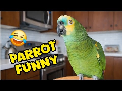 You Won’t Stop Laughing at This Parrot 🦜