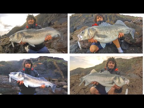 Des Bars Énormes du bord dans les vagues! Pêcher Du Bar Aux Leurres Partie 2