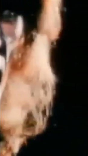 The Fastest Guitarist at Woodstock – Alvin Lee