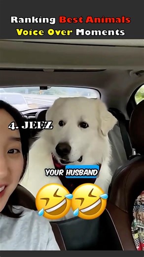 Ranking Animal Voiceover Best Moments #voiceover #pets #viralvideo