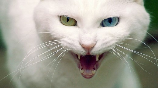 My Cat from Hell [Watch Full Episode]