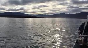 It only gets better here in Dalvik north Iceland. Many humpback whales but also seeing minke whales, white beaked dolphins and harbor porpoises. | Arctic Sea Tours