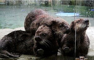 Rialto’s growing up: Once-stranded otter finds new family in Vancouver